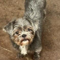 Enlarge Spirit, a Adoptable Yorkshire Terrier in Horn Lake, MS image 2/2