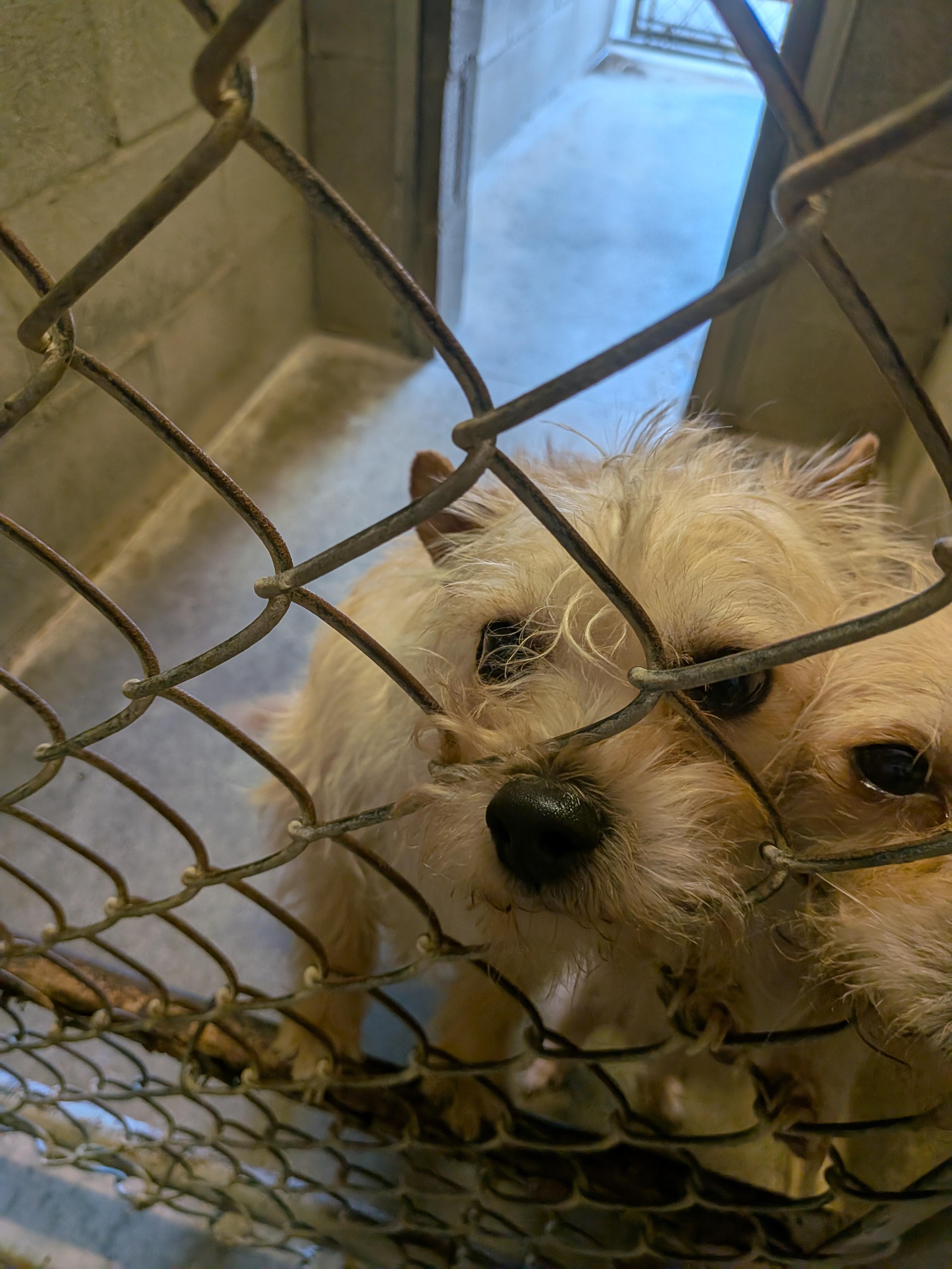 Jack & Jill, a ADOPTABLE mixed breed in Hermiston, OR image 2/3