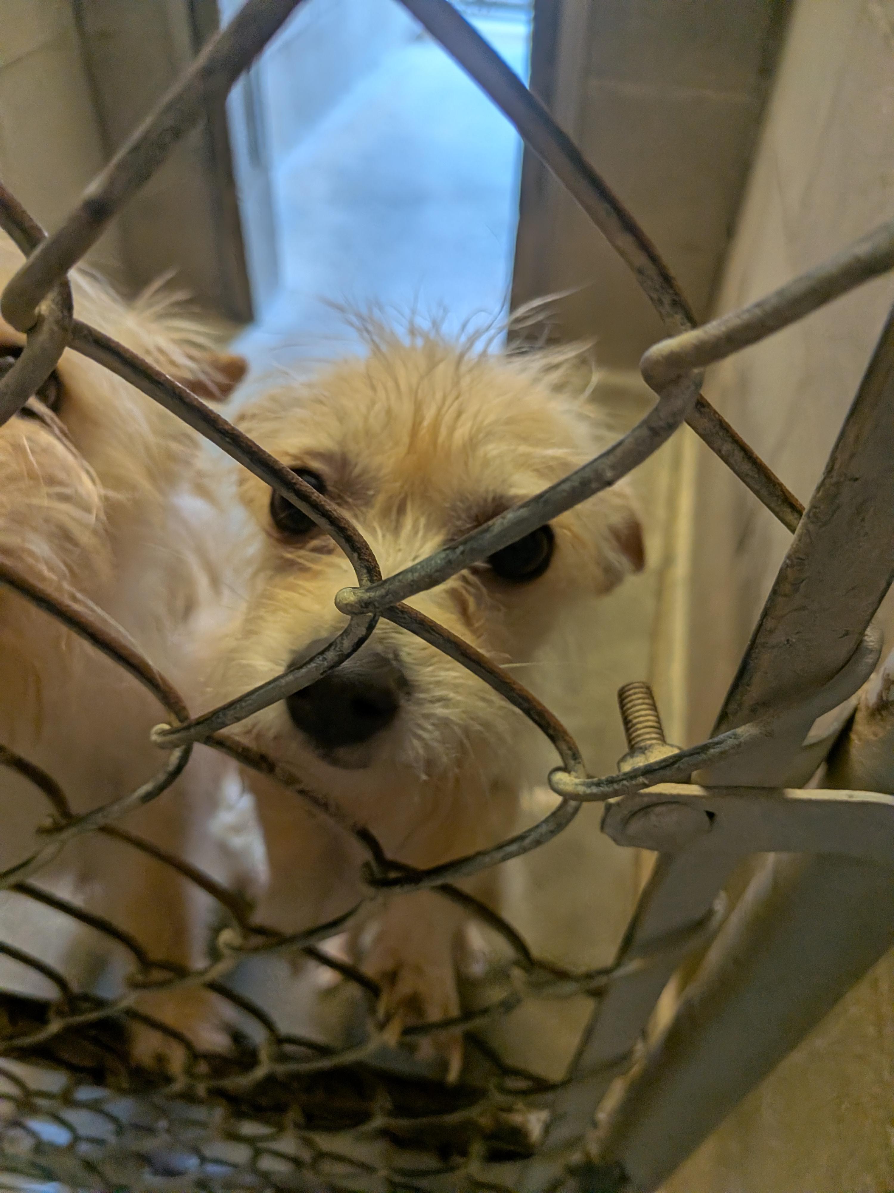 Jack & Jill, a ADOPTABLE mixed breed in Hermiston, OR image 3/3