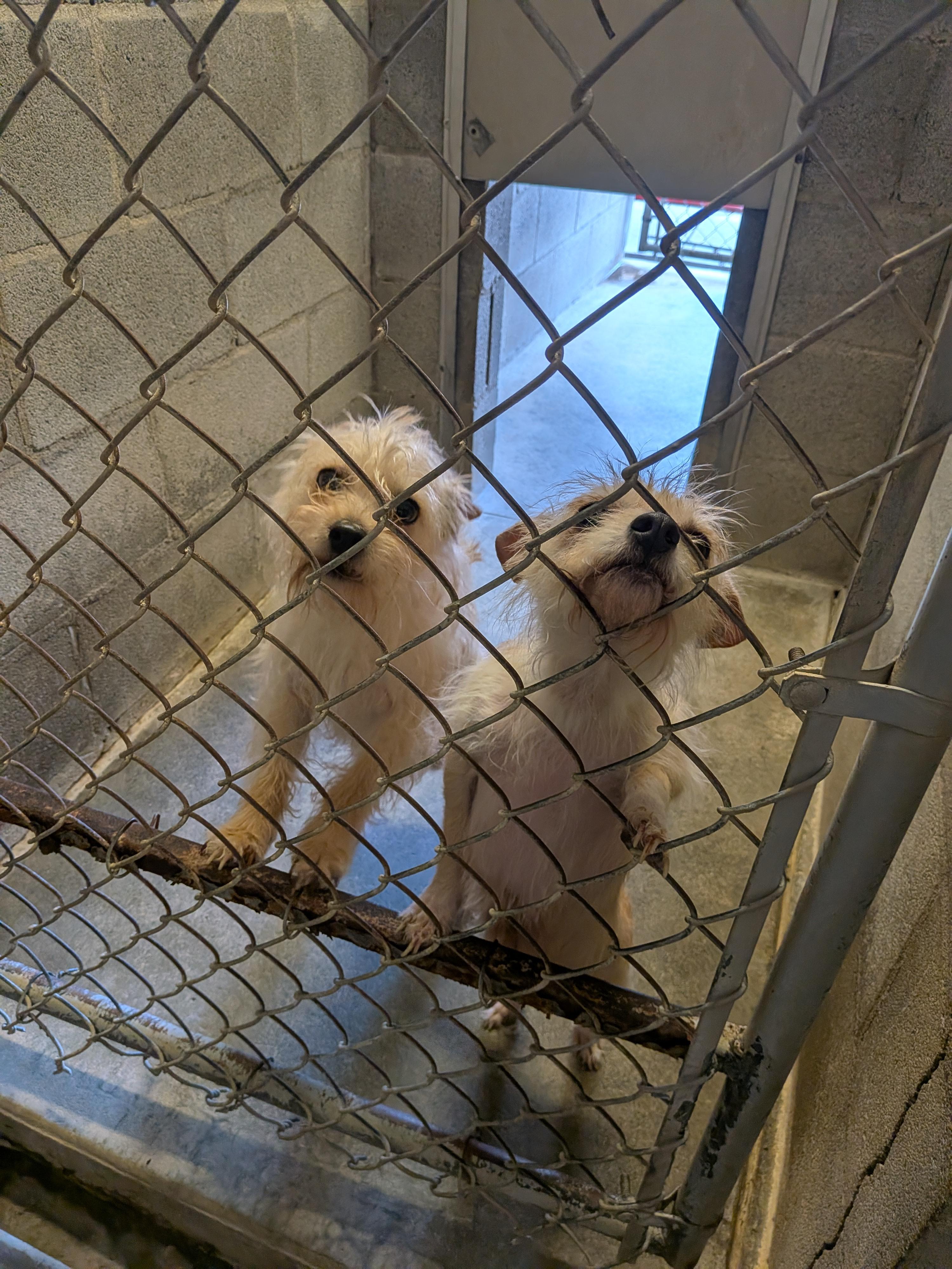 Jack & Jill, ADOPTABLE, Adult Female Terrier.