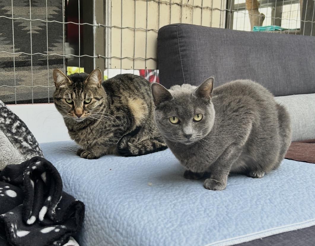 Enlarge Paul (Bonded with Dane) , a ADOPTABLE Domestic Short Hair in Maple Ridge, BC image 4/6
