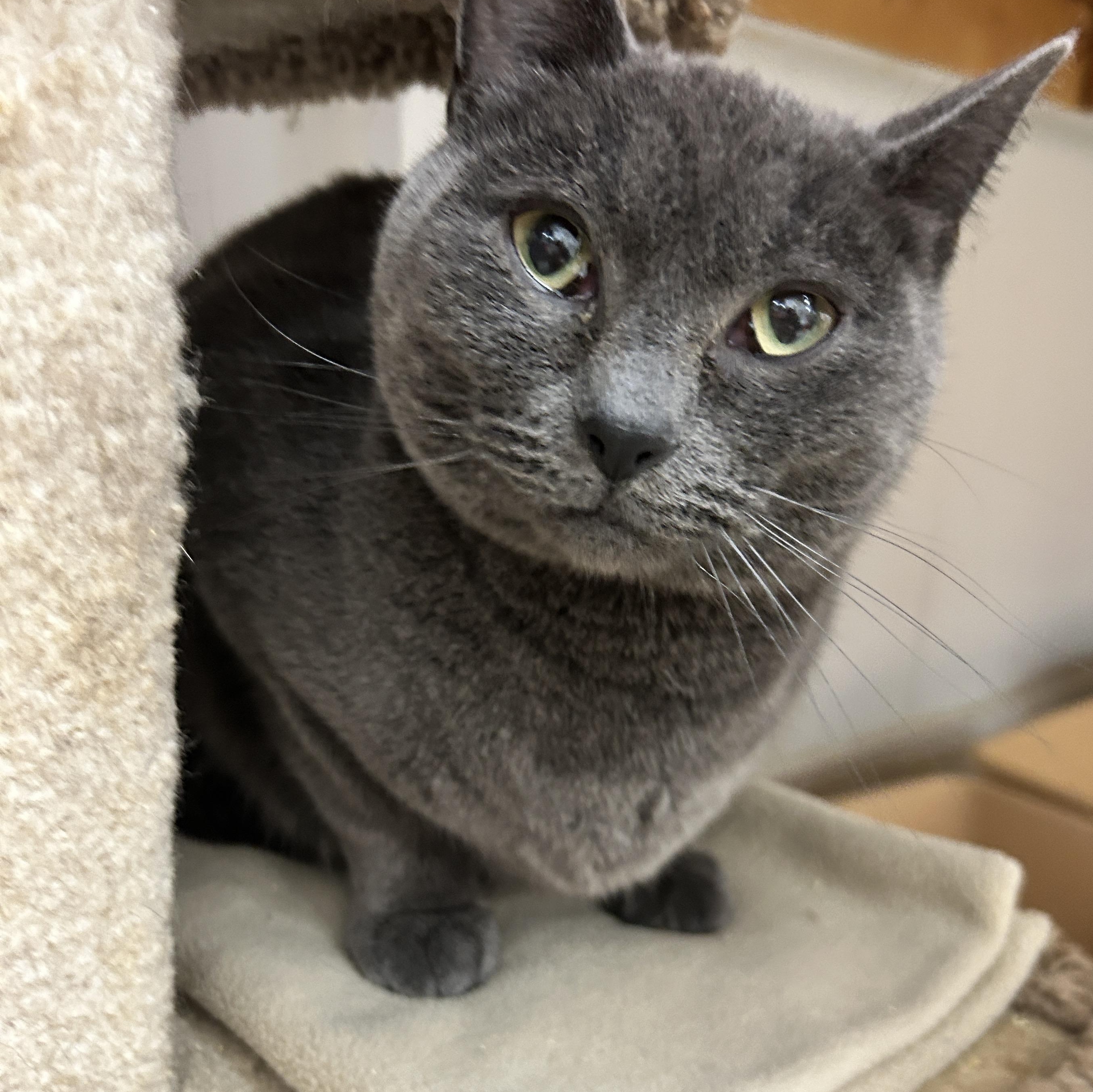 Enlarge Paul (Bonded with Dane) , a ADOPTABLE Domestic Short Hair in Maple Ridge, BC image 1/4