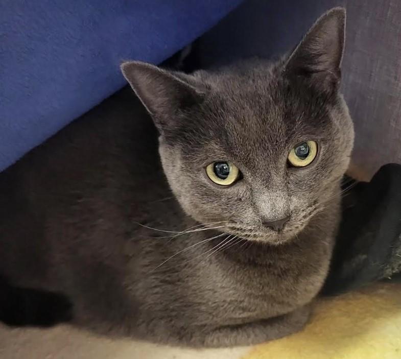 Enlarge Paul (Bonded with Dane) , a ADOPTABLE Domestic Short Hair in Maple Ridge, BC image 2/4