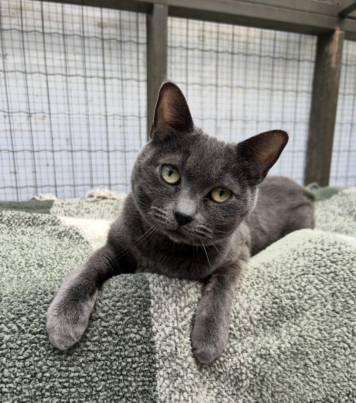 Paul (Bonded with Dane) , ADOPTABLE, Adult Male Domestic Short Hair.