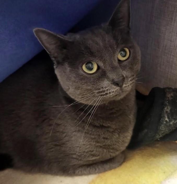 Enlarge Paul (Bonded with Dane) , a ADOPTABLE Domestic Short Hair in Maple Ridge, BC image 3/4