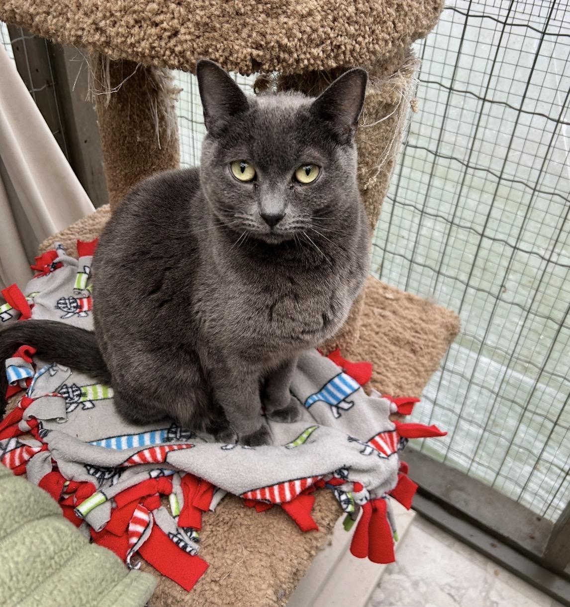 Enlarge Paul (Bonded with Dane) , a ADOPTABLE Domestic Short Hair in Maple Ridge, BC image 2/6