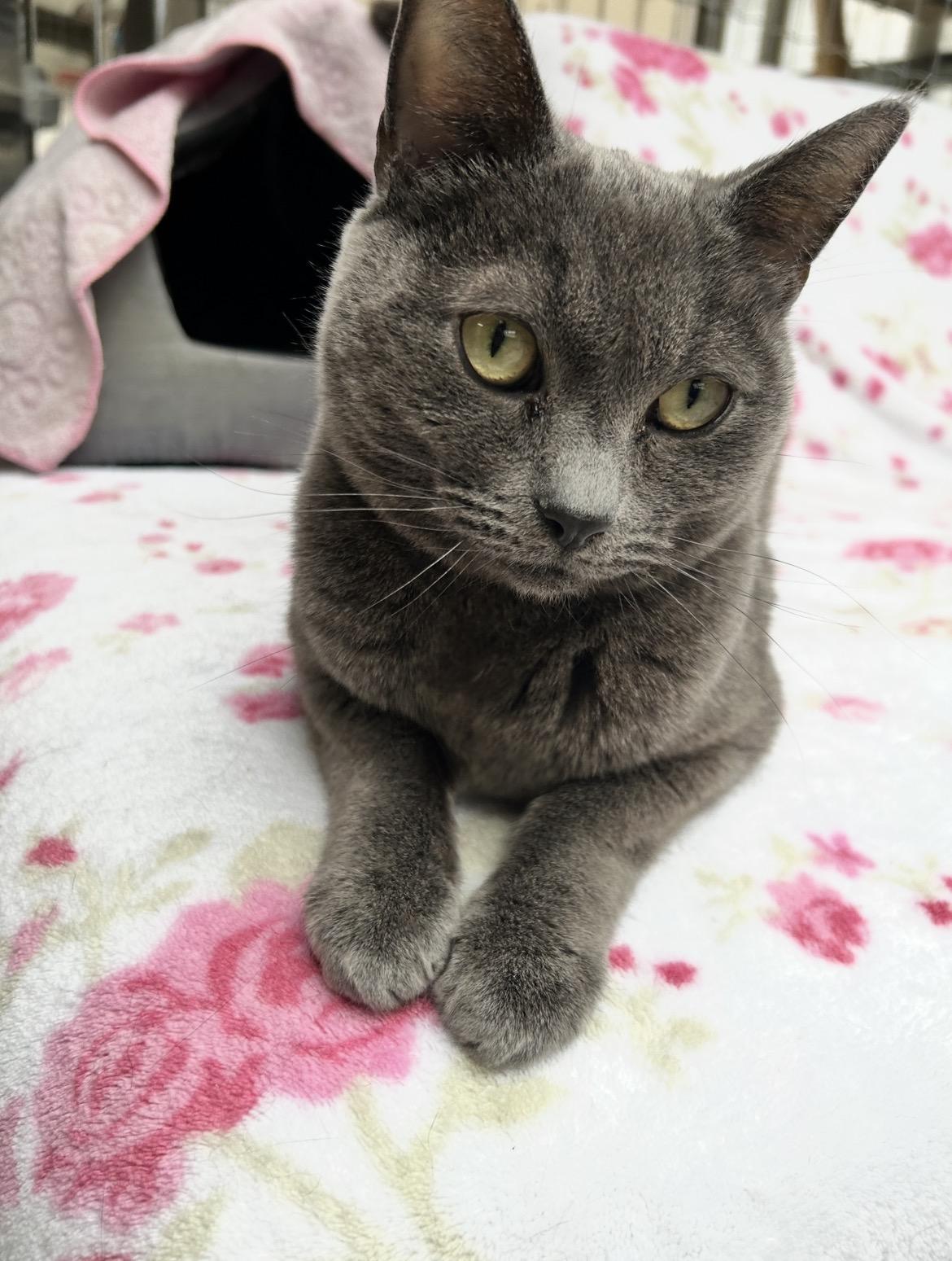 Enlarge Paul (Bonded with Dane) , a ADOPTABLE Domestic Short Hair in Maple Ridge, BC image 3/6