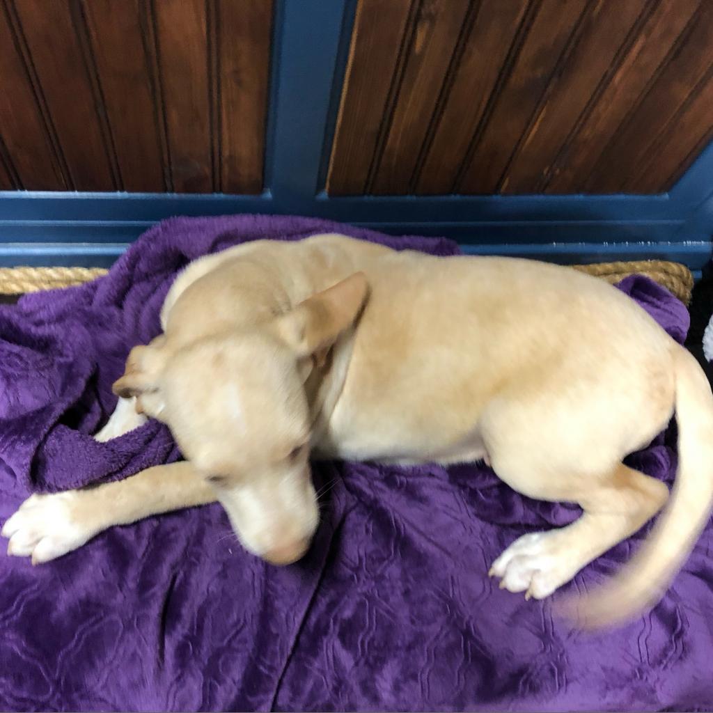 Enlarge Mocha, a Adoptable mixed breed in Dallas, TX image 1/6