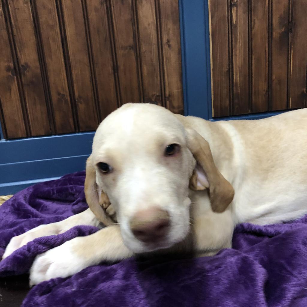 Enlarge Mocha, a Adoptable mixed breed in Dallas, TX image 6/6