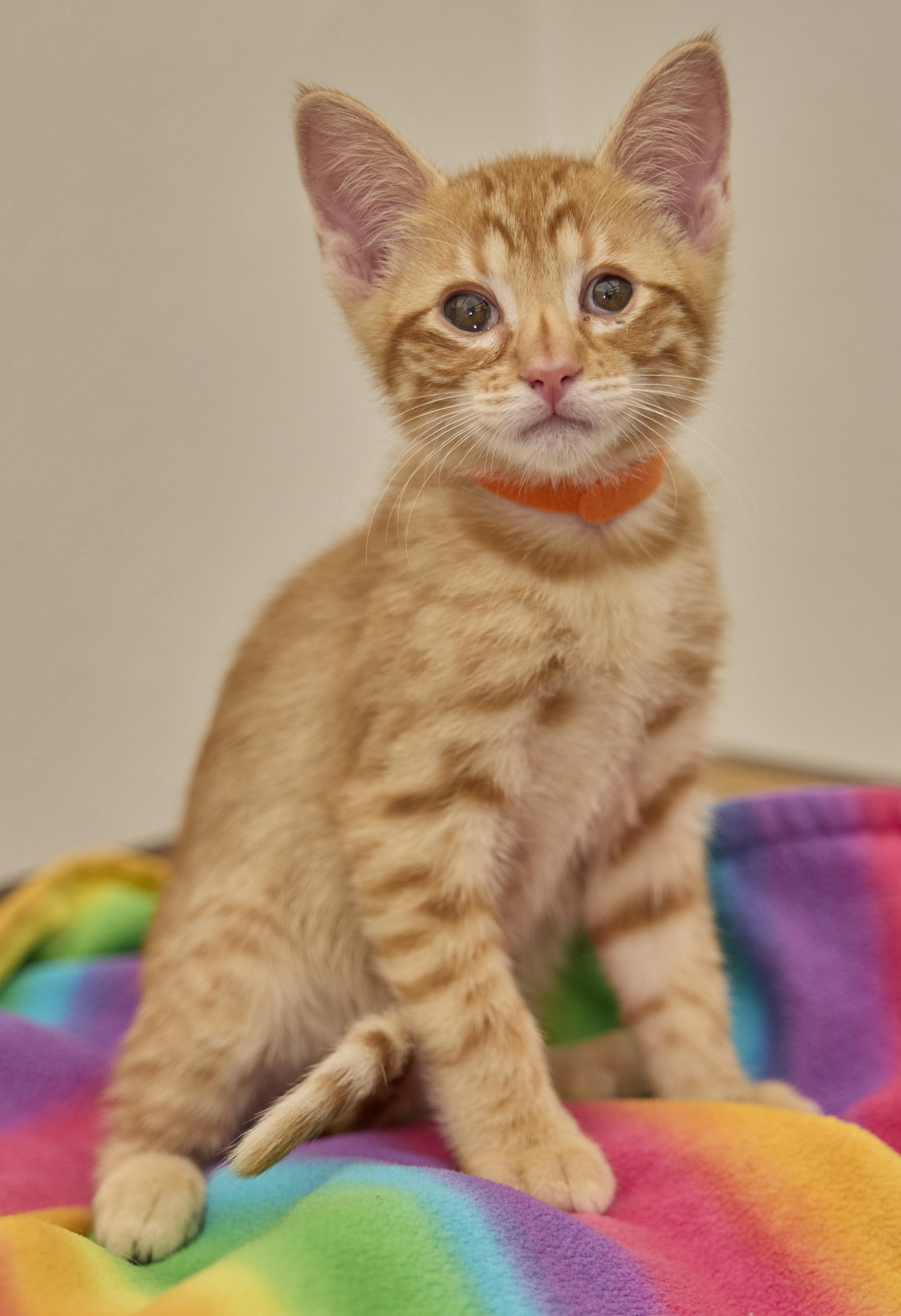 Enlarge Tanner, a Adopted Domestic Short Hair in Santa Barbara, CA image 3/3
