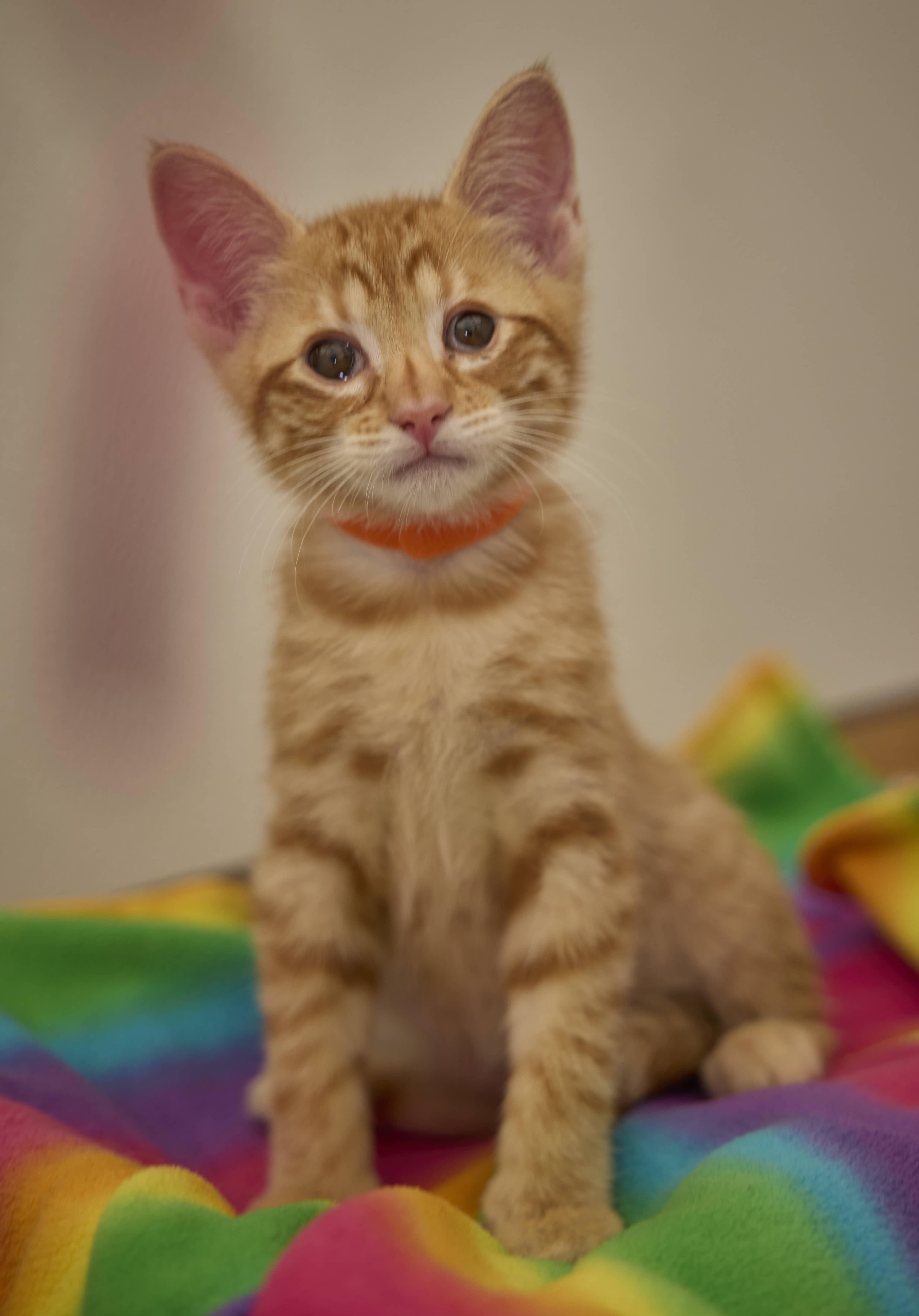 Enlarge Tanner, a Adopted Domestic Short Hair in Santa Barbara, CA image 1/3
