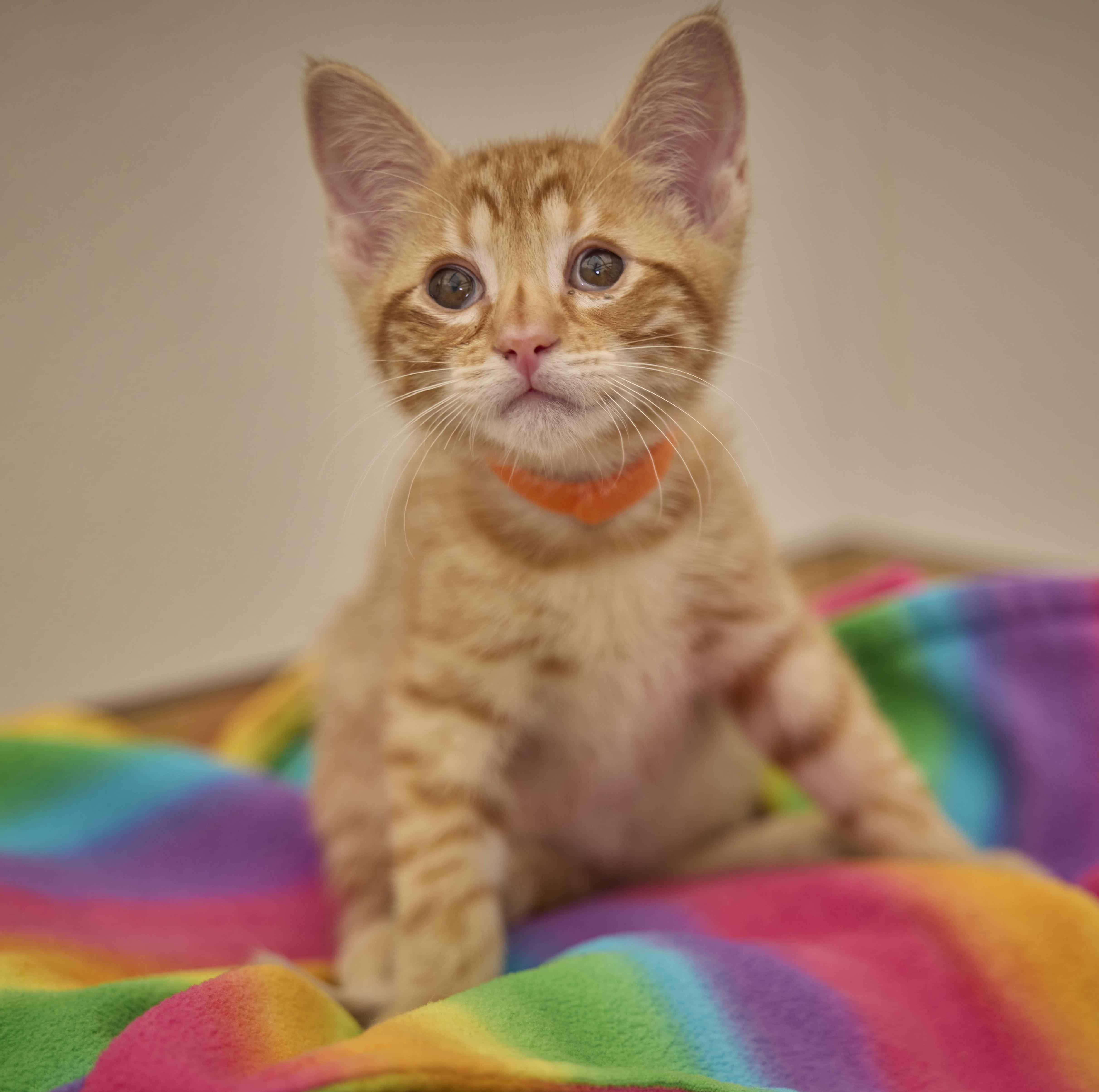 Enlarge Tanner, a Adopted Domestic Short Hair in Santa Barbara, CA image 2/3