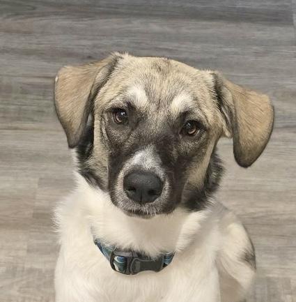 Willow, Adoptable, Young Female Anatolian Shepherd.