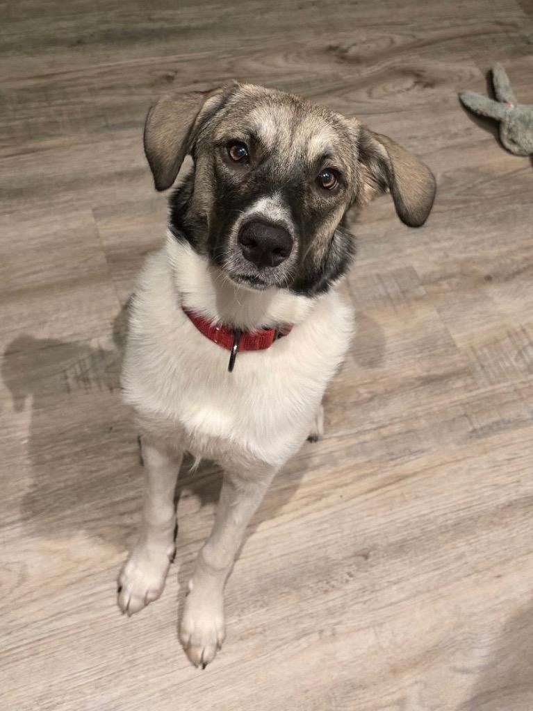 Enlarge Willow, a Adoptable Anatolian Shepherd in Spooner, WI image 2/4