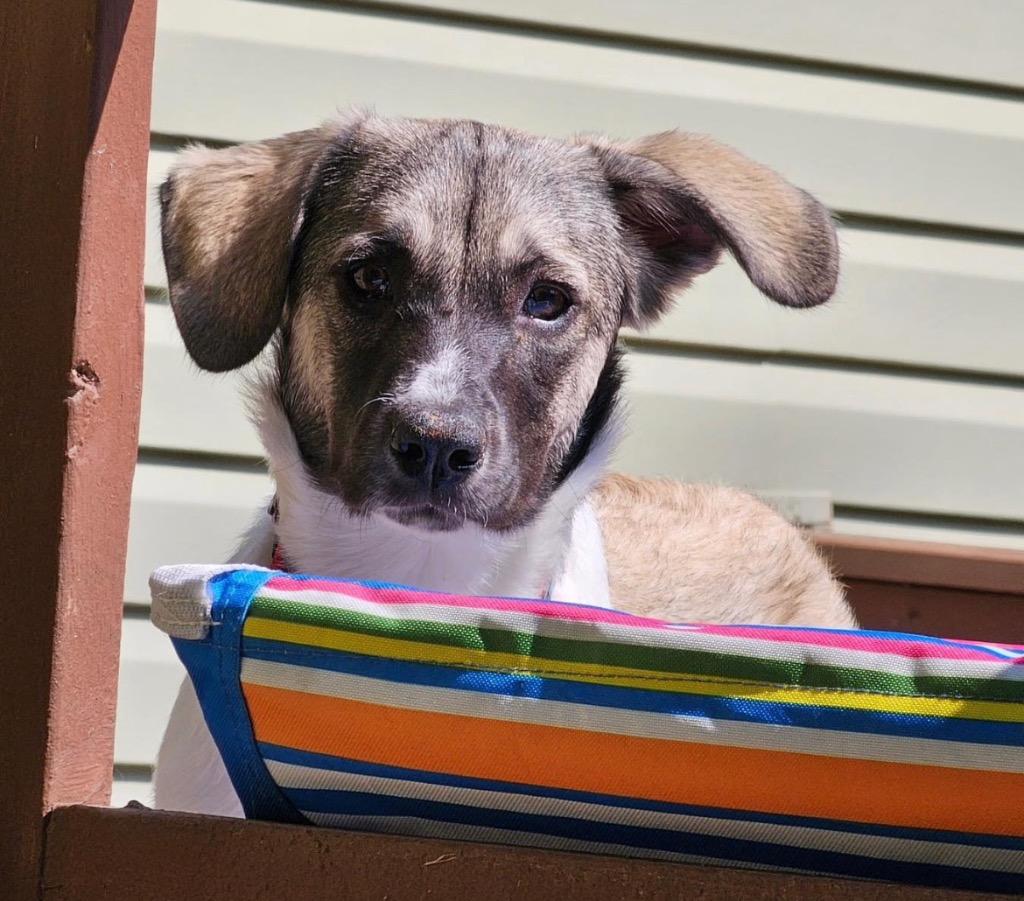 Enlarge Willow, a Adoptable Anatolian Shepherd in Spooner, WI image 2/6