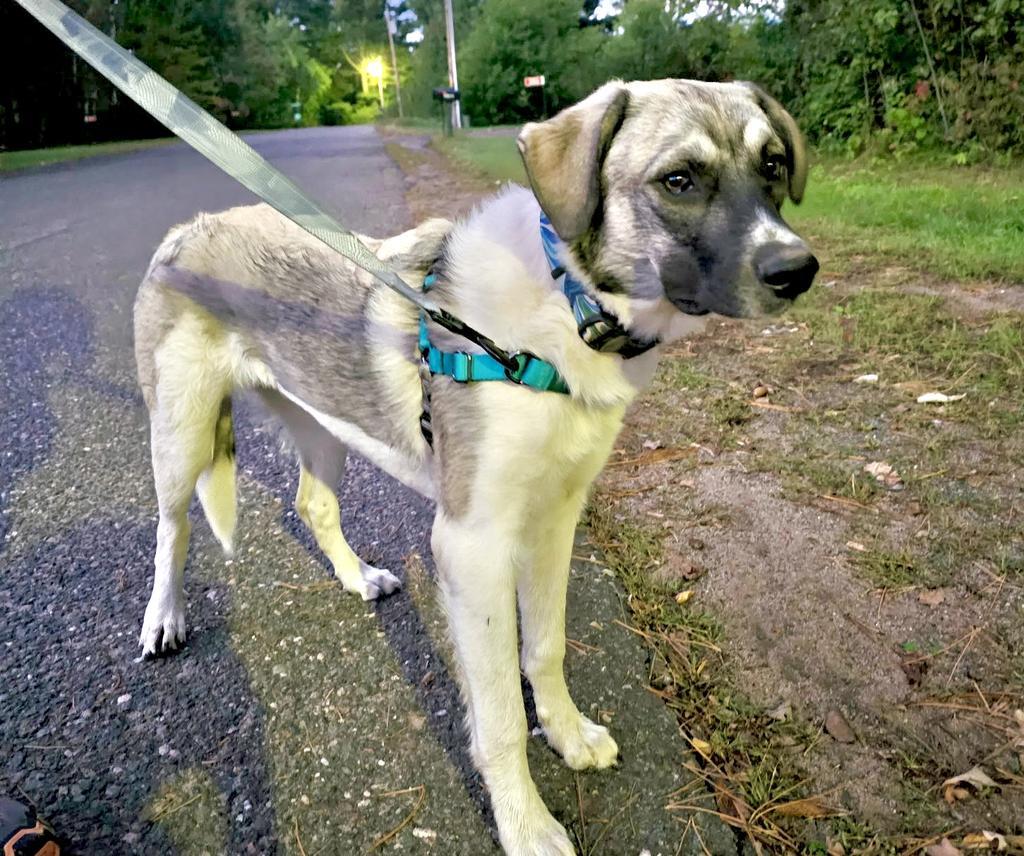 Enlarge Willow, a Adoptable Anatolian Shepherd in Spooner, WI image 4/6