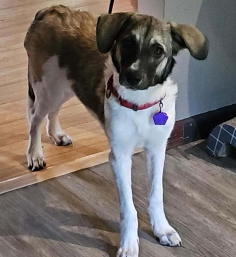 Enlarge Willow, a Adoptable Anatolian Shepherd in Spooner, WI image 5/6