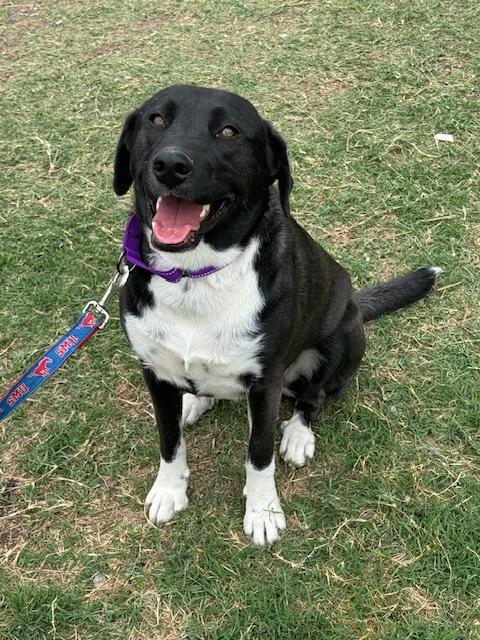 Holly, Adoptable, Young Female Labrador Retriever.
