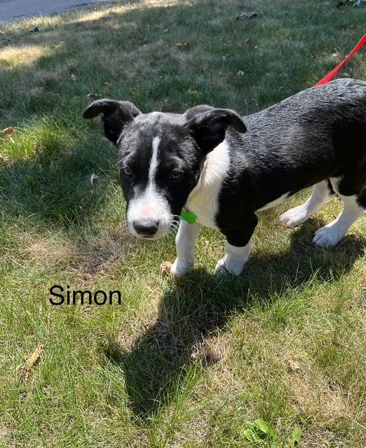 Simon
