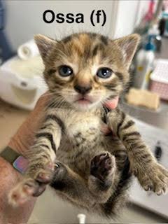 Ossa, Adopted, Kitten Female Domestic Short Hair & Tabby.