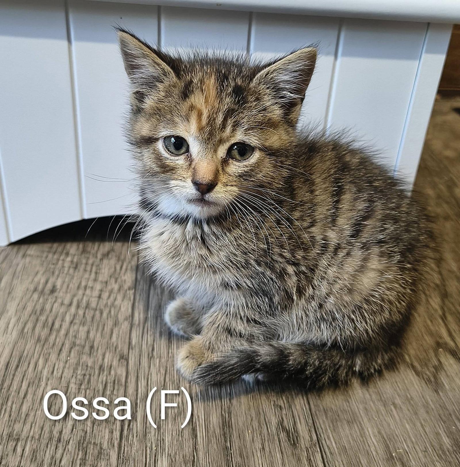 Ossa, a Adopted mixed breed in Saugerties, NY image 2/2