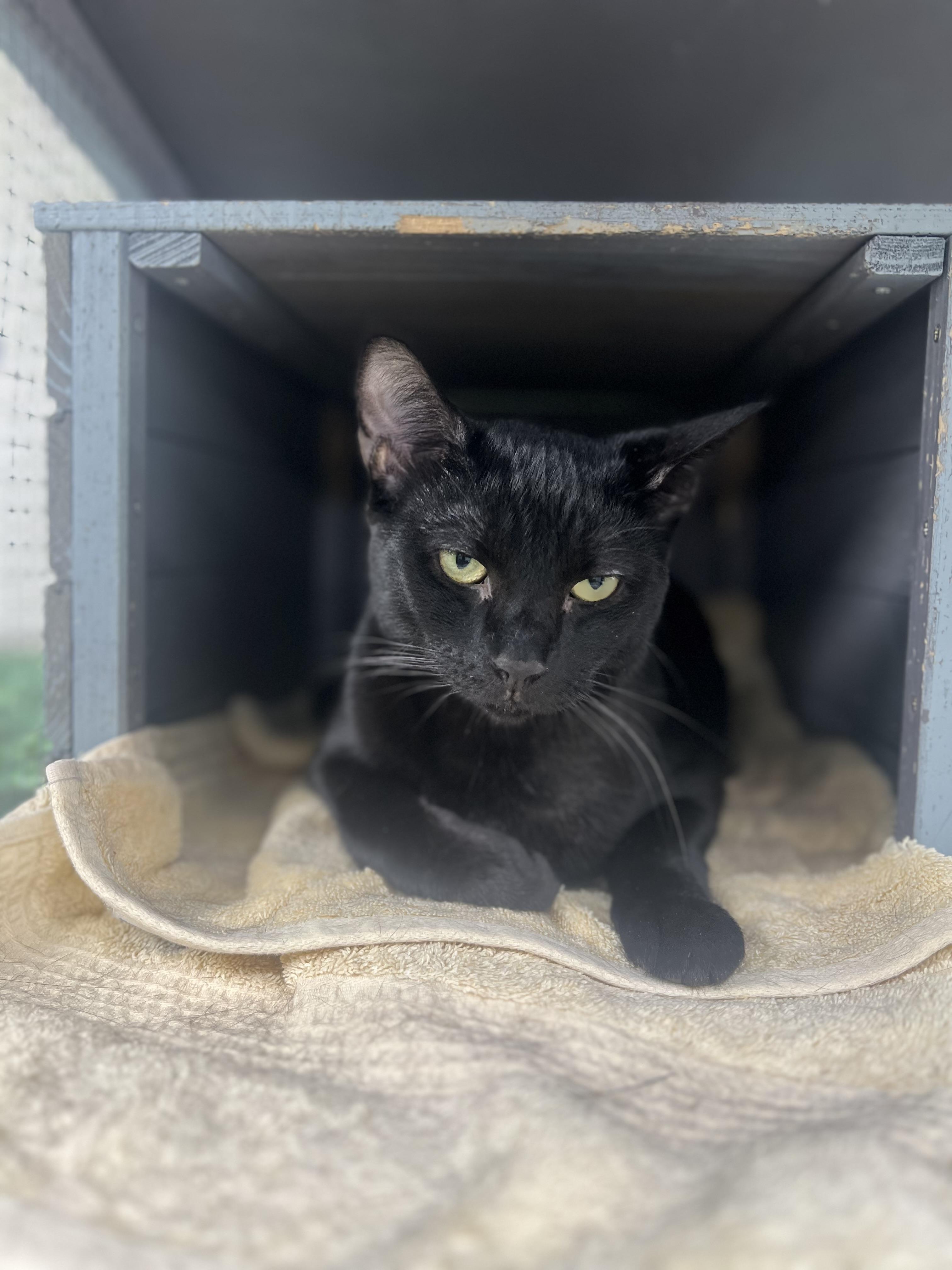 Foe, Adoptable, Adult Male Domestic Short Hair.