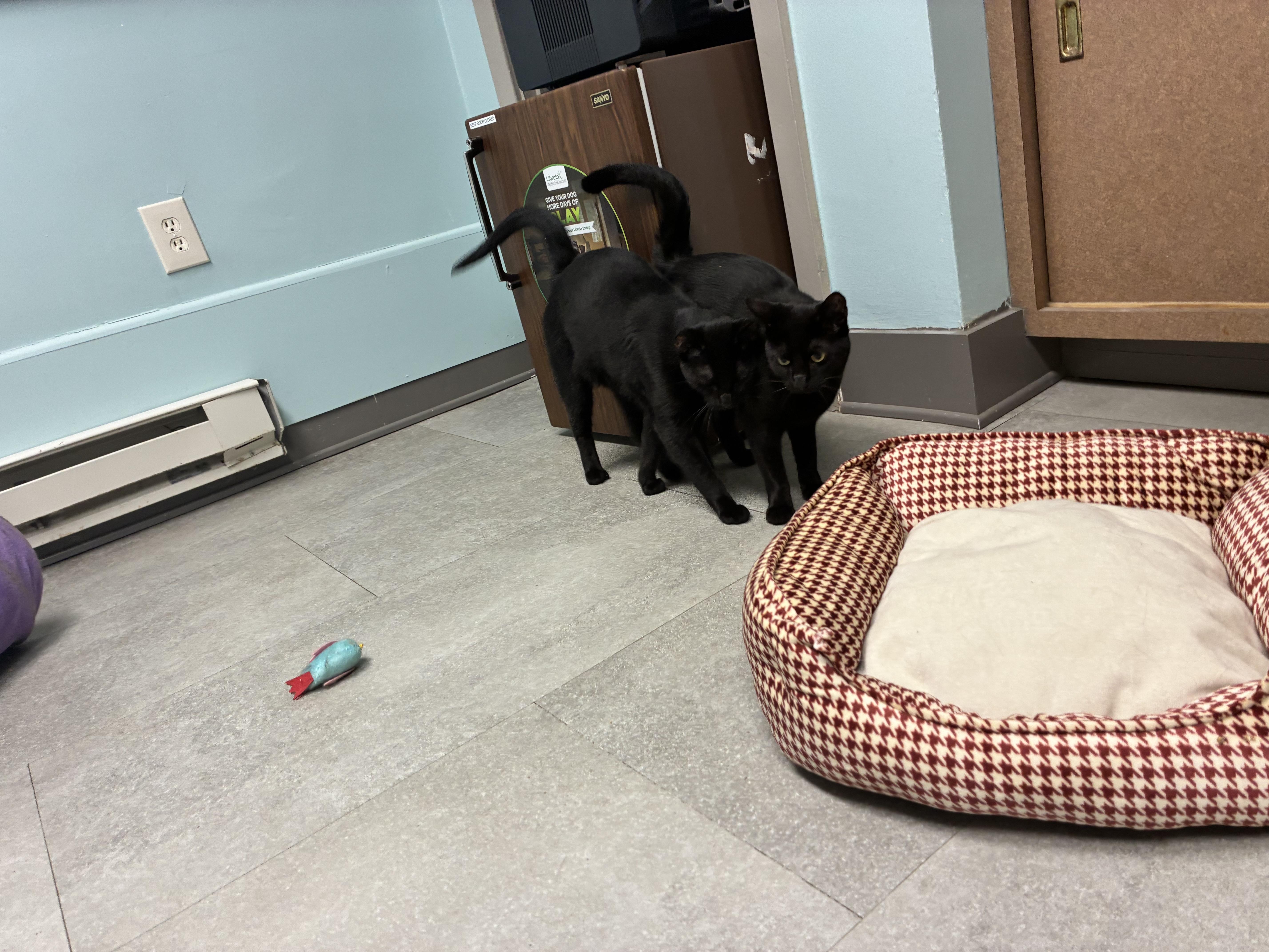 Foe, a Adoptable Domestic Short Hair in Media, PA image 2/3