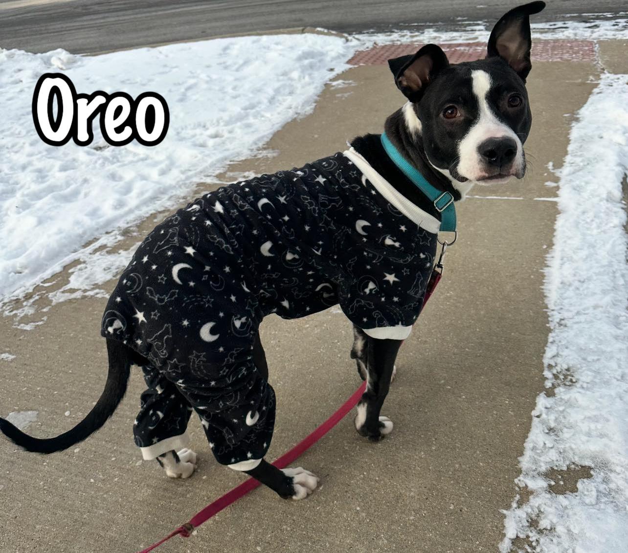 Enlarge Oreo, a Adoptable mixed breed in Elburn, IL image 5/5