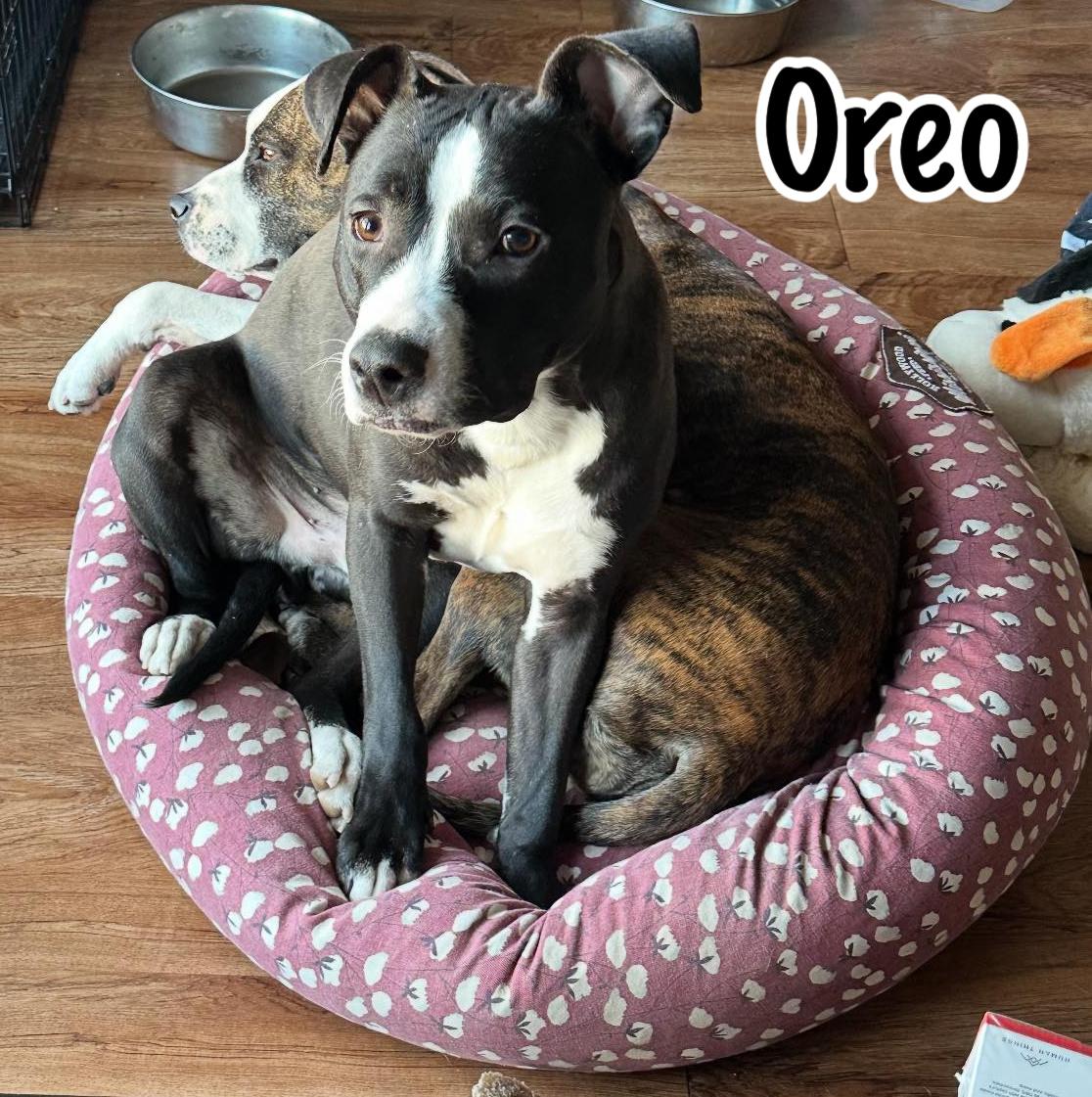 Oreo — thumbnail 2