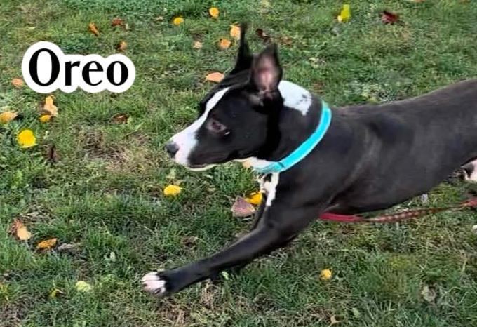 Enlarge Oreo, a Adoptable mixed breed in Elburn, IL image 4/5