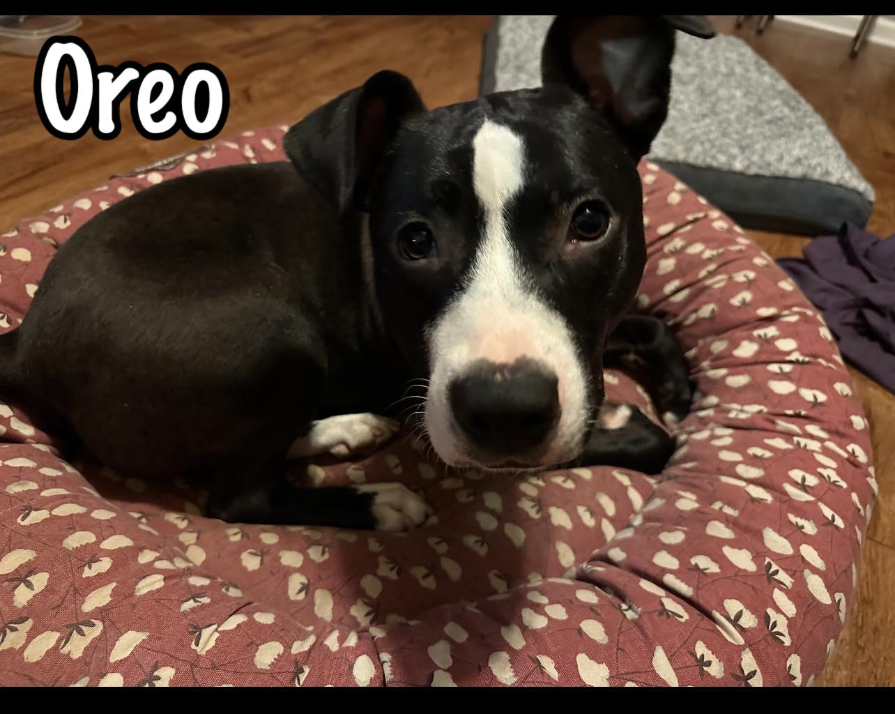 Oreo, Adoptable, Young Male Labrador Retriever & Pit Bull Terrier.