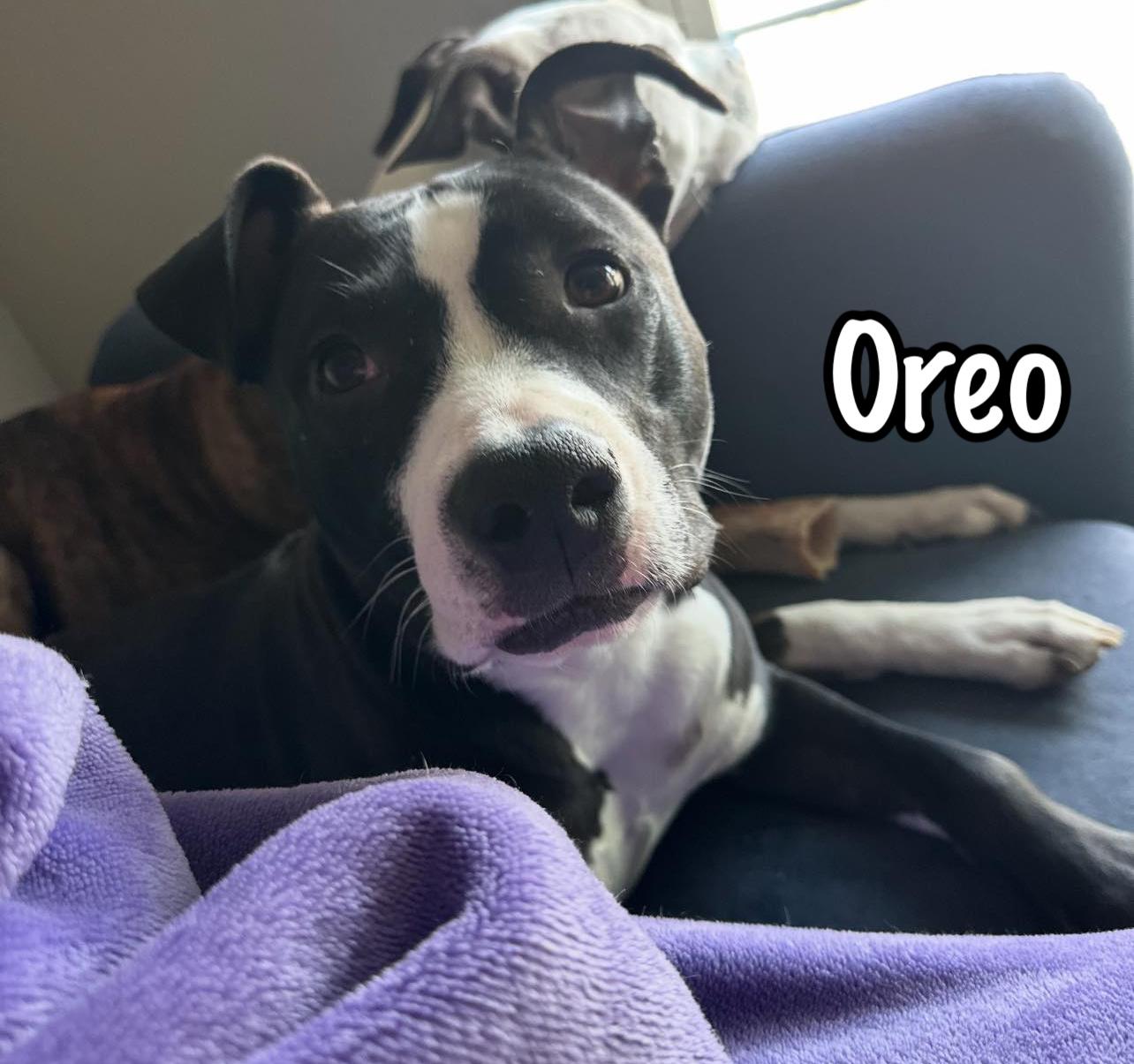 Enlarge Oreo, a Adoptable mixed breed in Elburn, IL image 2/5