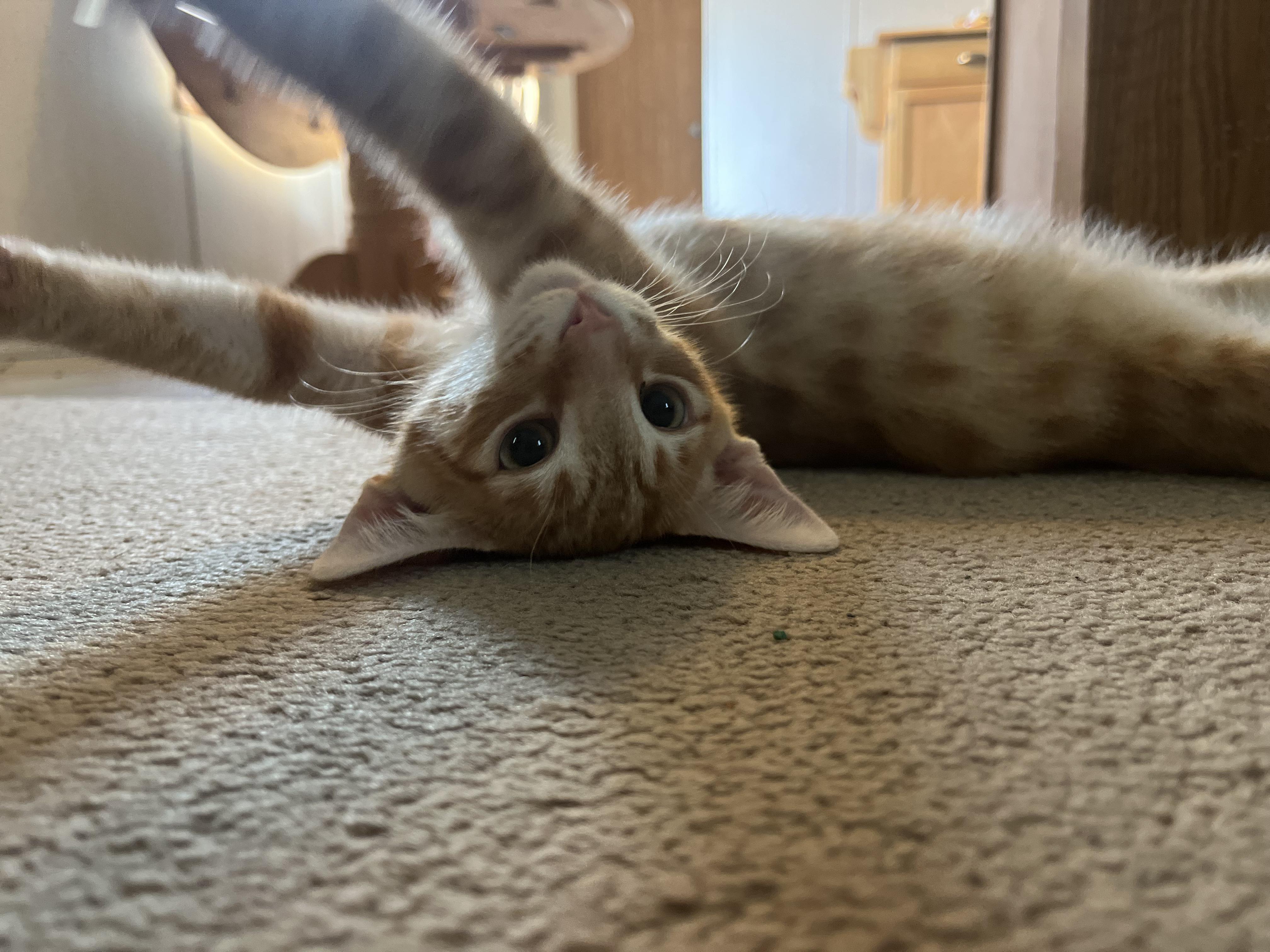 Cat for adoption Bonner, a Domestic Short Hair in Butler, PA Petfinder