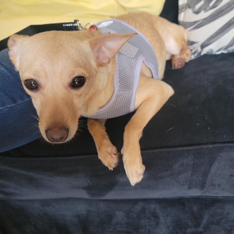 Enlarge Tiffany, a Adoptable Chihuahua in Vallejo, CA image 1/6