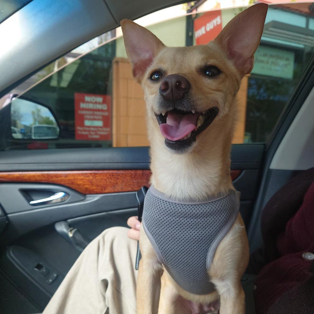 Enlarge Tiffany, a Adoptable Chihuahua in Vallejo, CA image 2/6