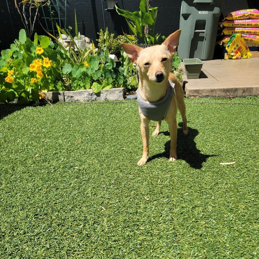 Enlarge Tiffany, a Adoptable Chihuahua in Vallejo, CA image 3/6