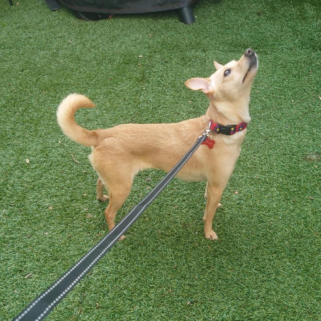 Enlarge Tiffany, a Adoptable Chihuahua in Vallejo, CA image 4/6