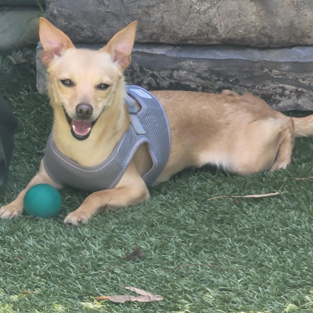 Enlarge Tiffany, a Adoptable Chihuahua in Vallejo, CA image 5/6