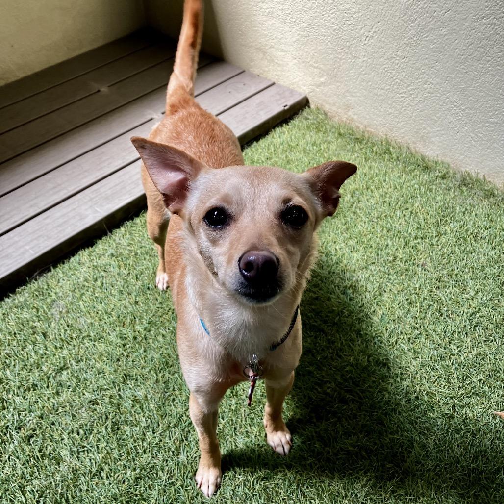 Enlarge Tiffany, a Adoptable Chihuahua in Vallejo, CA image 6/6