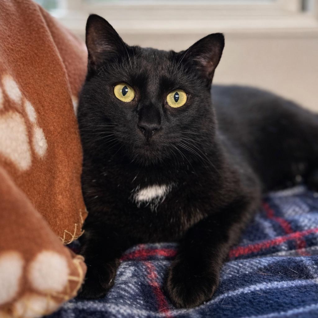 Enlarge Lottie, a Adoptable Domestic Short Hair in Brownsboro, AL image 1/3