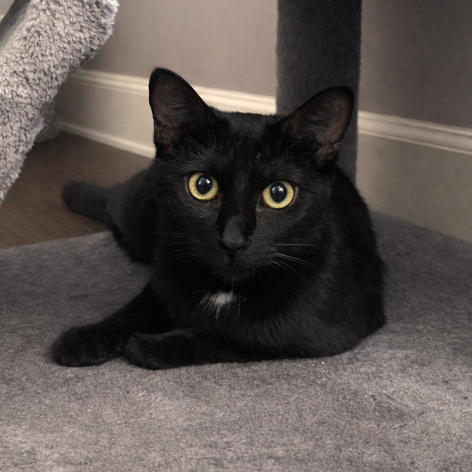 Enlarge Lottie, a Adoptable Domestic Short Hair in Brownsboro, AL image 2/3