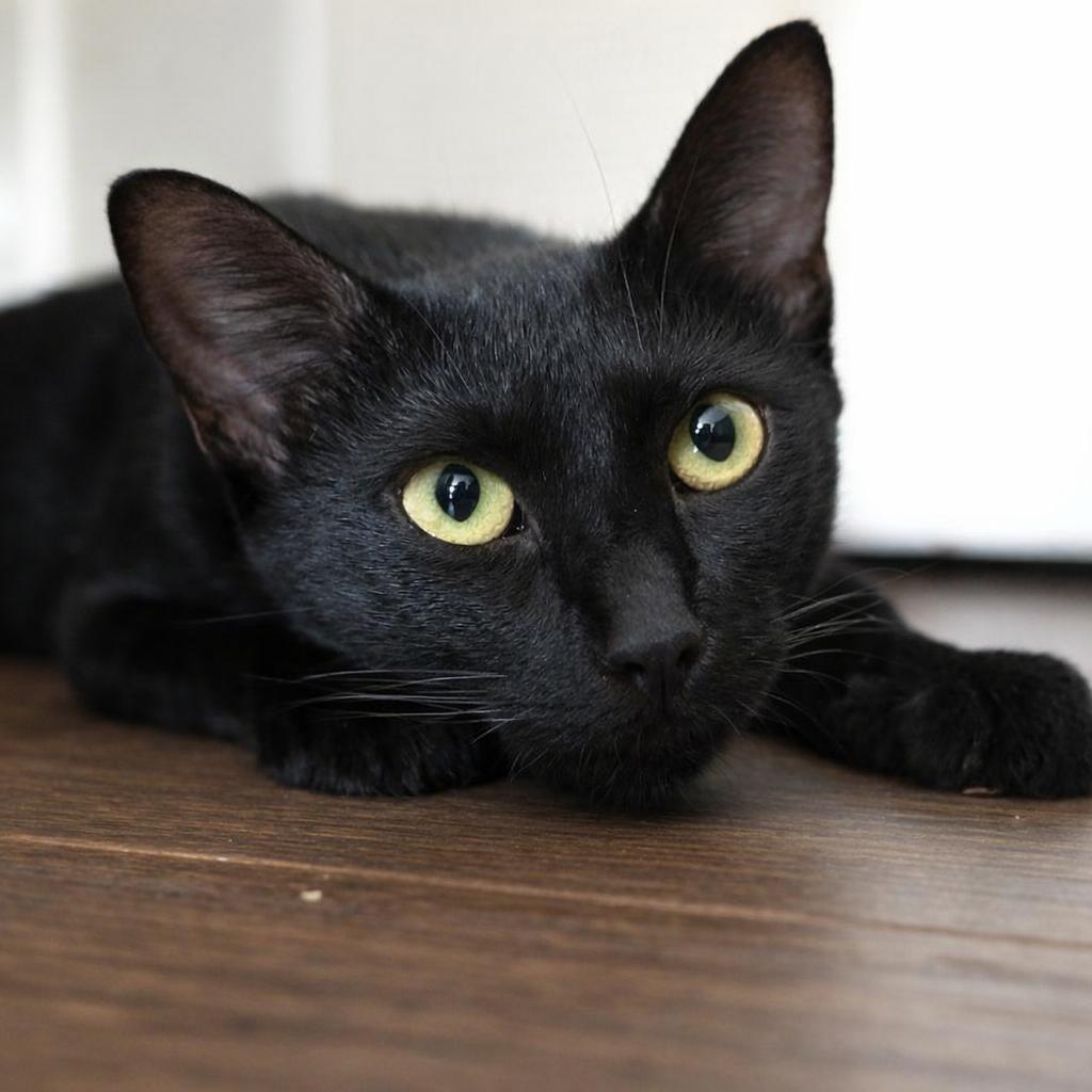 Enlarge Lottie, a Adoptable Domestic Short Hair in Brownsboro, AL image 3/3