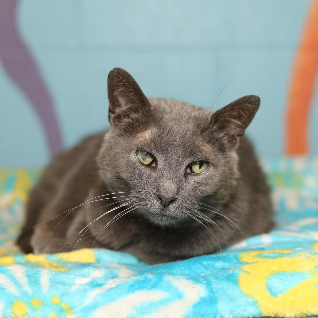 Wilson, Adoptable, Senior Male Domestic Short Hair.