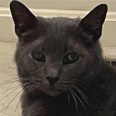 Wilson, a Adoptable Domestic Short Hair in Evansville, IN image 3/6