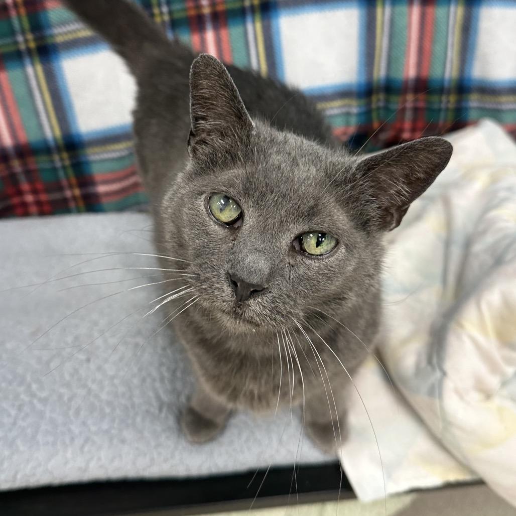 Wilson, a Adoptable Domestic Short Hair in Evansville, IN image 5/6