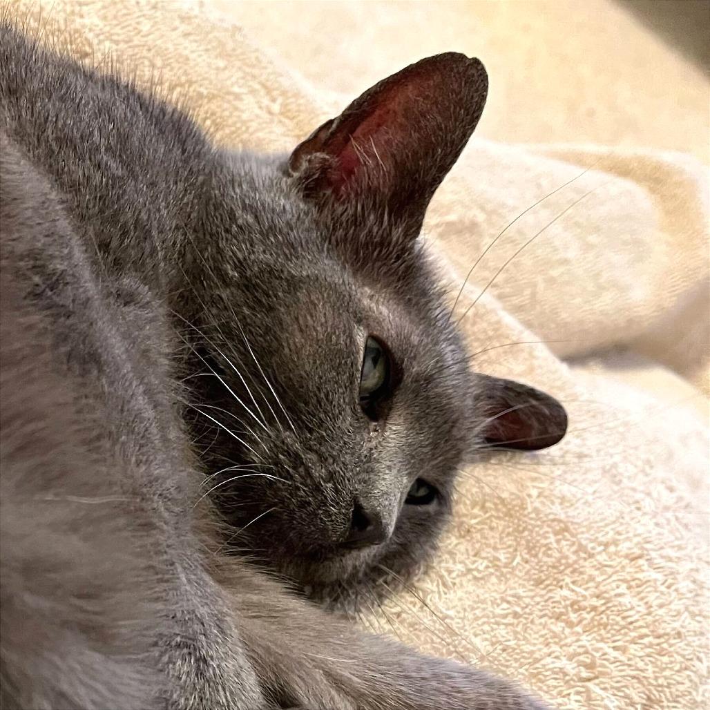 Wilson, a Adoptable Domestic Short Hair in Evansville, IN image 6/6