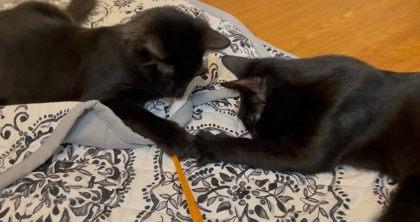 Barclay Blue, Adoptable, Kitten Male Domestic Short Hair & Domestic Short Hair.