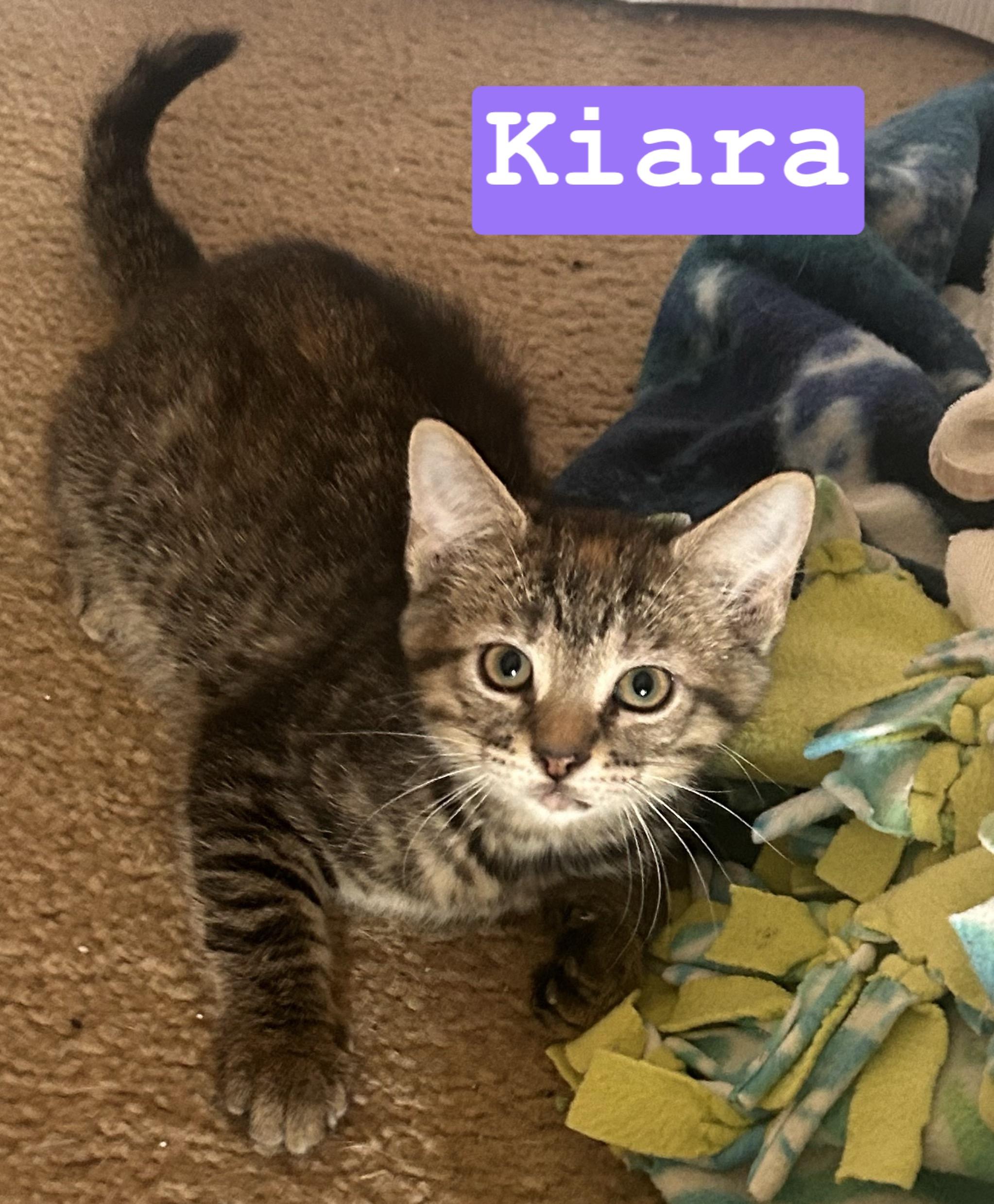 Enlarge Kiara, an adopted Domestic Short Hair in Gerrardstown, WV image 1/4