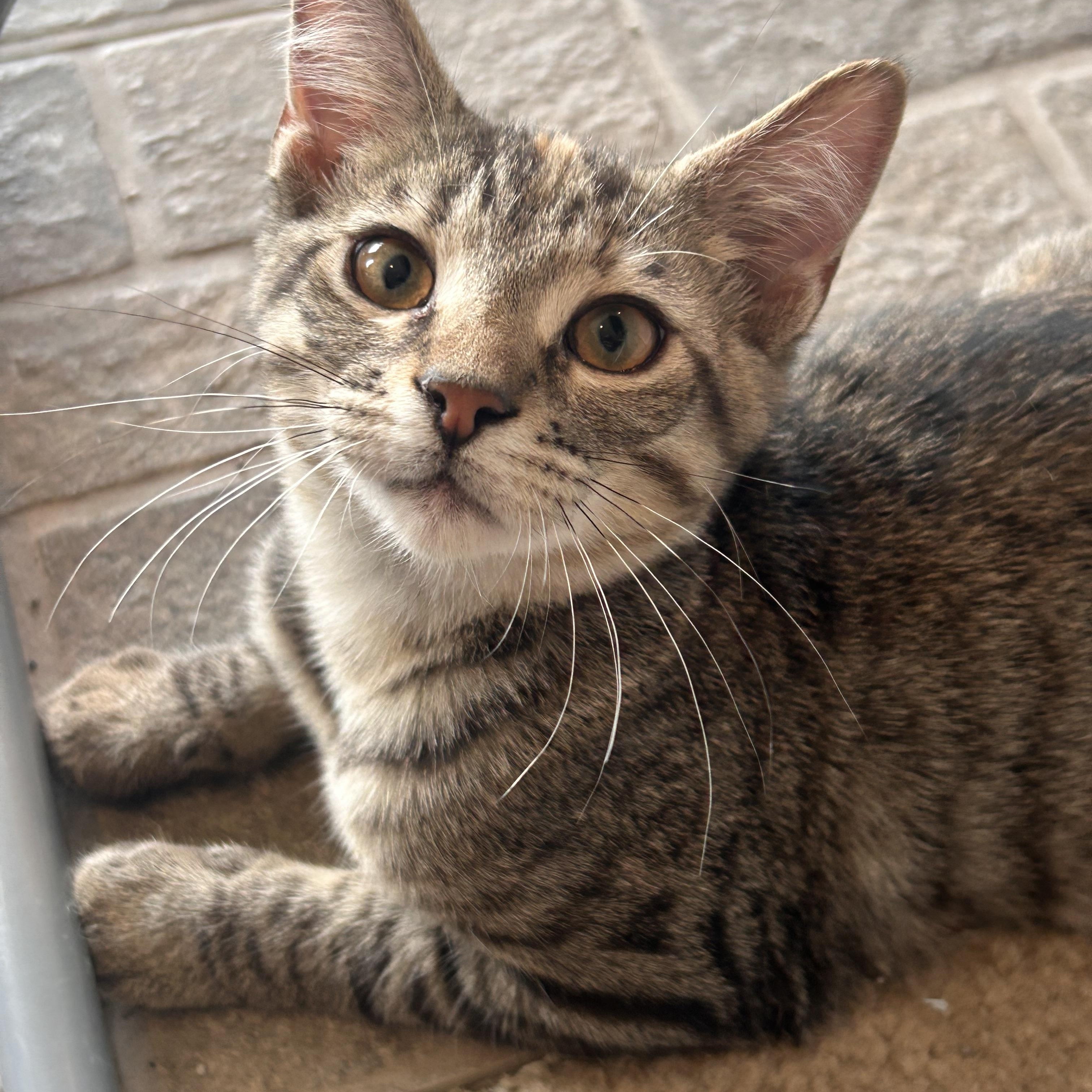 Enlarge Kiara, an adopted Domestic Short Hair in Gerrardstown, WV image 4/4