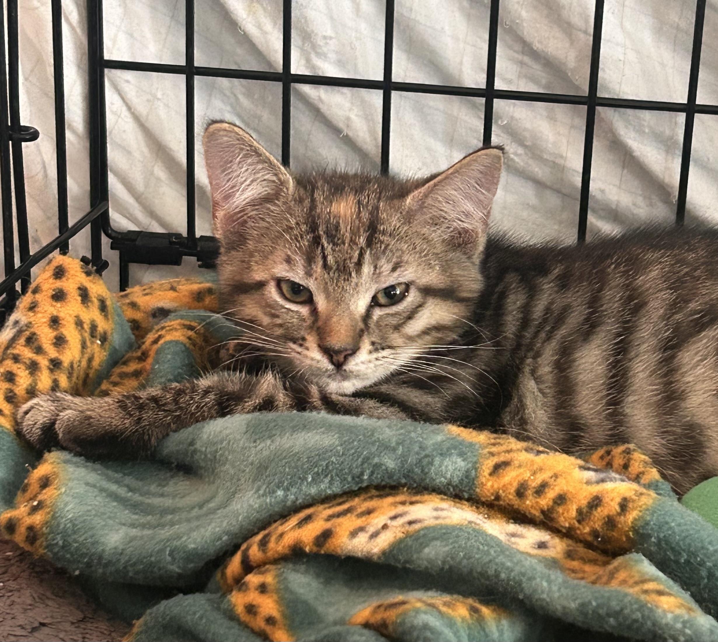 Enlarge Kiara, an adopted Domestic Short Hair in Gerrardstown, WV image 3/4